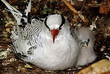 General knowledge about Red-billed tropicbird