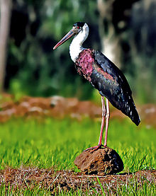 General knowledge about Woolly-necked stork