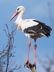 General knowledge about White stork