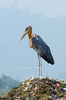 General knowledge about Greater adjutant
