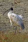 General knowledge about Black-headed ibis
