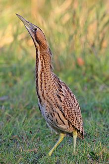 General knowledge about Eurasian bittern