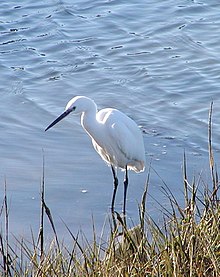 General knowledge about Little egret
