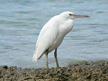 General knowledge about Pacific reef heron