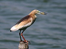General knowledge about Indian pond heron
