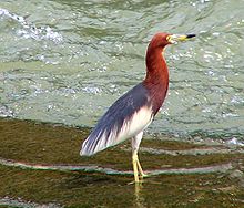 General knowledge about Chinese pond heron