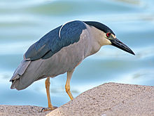 General knowledge about Black-crowned night heron