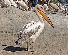 General knowledge about Great white pelican