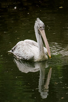 General knowledge about Spot-billed pelican
