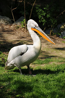 General knowledge about Dalmatian pelican