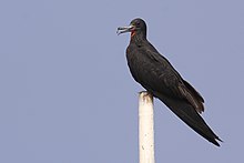General knowledge about Lesser frigatebird