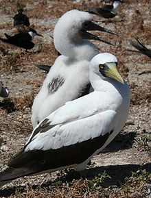 General knowledge about Masked booby