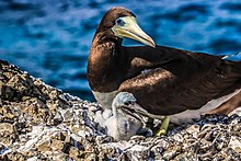 General knowledge about Brown booby