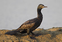General knowledge about Indian cormorant