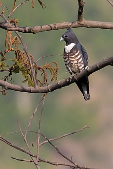 General knowledge about Black baza