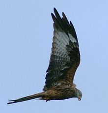 General knowledge about Red kite
