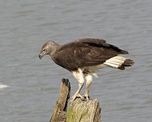 General knowledge about Grey-headed fish eagle