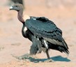 General knowledge about White-rumped vulture