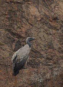 General knowledge about Indian vulture