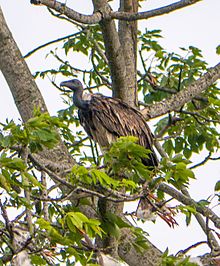 General knowledge about Slender-billed vulture