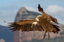 General knowledge about Griffon vulture