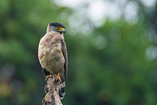 General knowledge about Great Nicobar serpent eagle