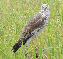 General knowledge about Pied harrier