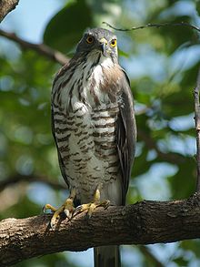 General knowledge about Crested goshawk