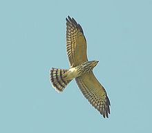 Chinese sparrowhawk