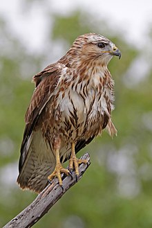 General knowledge about Common buzzard