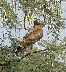 General knowledge about Indian spotted eagle