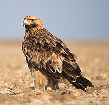 General knowledge about Eastern imperial eagle