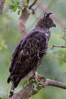 General knowledge about Changeable hawk-eagle