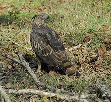 General knowledge about Mountain hawk-eagle