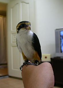 General knowledge about Collared falconet