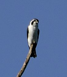 General knowledge about Pied falconet