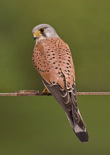 General knowledge about Common kestrel
