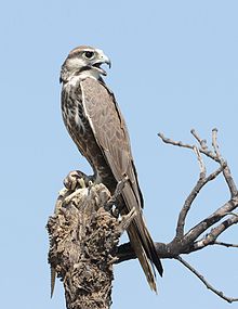 General knowledge about Laggar falcon