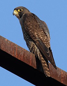 General knowledge about Peregrine falcon