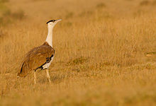General knowledge about Great Indian bustard