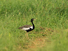 General knowledge about Lesser florican