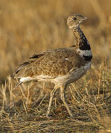 General knowledge about Little bustard