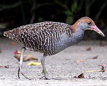 General knowledge about Slaty-breasted rail