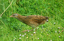 General knowledge about Corn crake