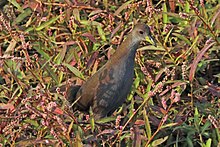 General knowledge about Brown crake