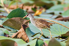General knowledge about White-browed crake