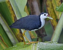 General knowledge about White-breasted waterhen