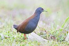 General knowledge about Black-tailed crake