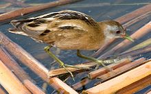 General knowledge about Little crake