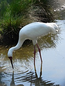 General knowledge about Siberian crane